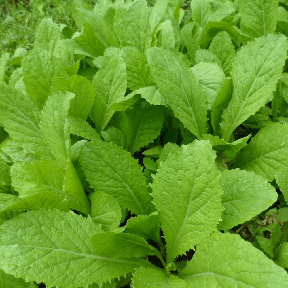 Túi Lớn 1Kg  Hạt Giống Cải Bẹ Xanh Dễ Trồng