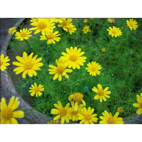 Hạt Giống Hoa Cúc Sao Băng 100Mg