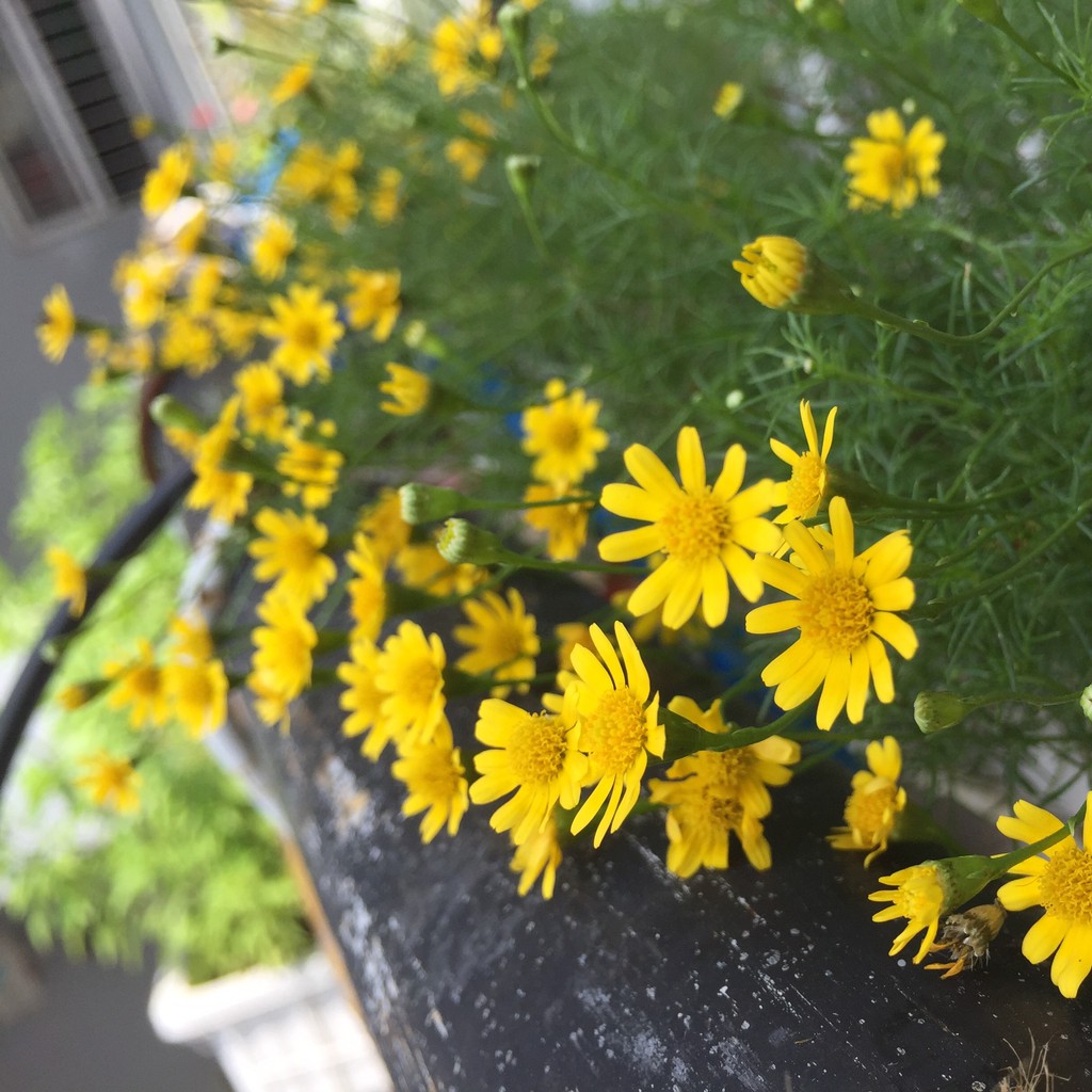 Hạt Giống Hoa Cúc Sao Băng 100Mg