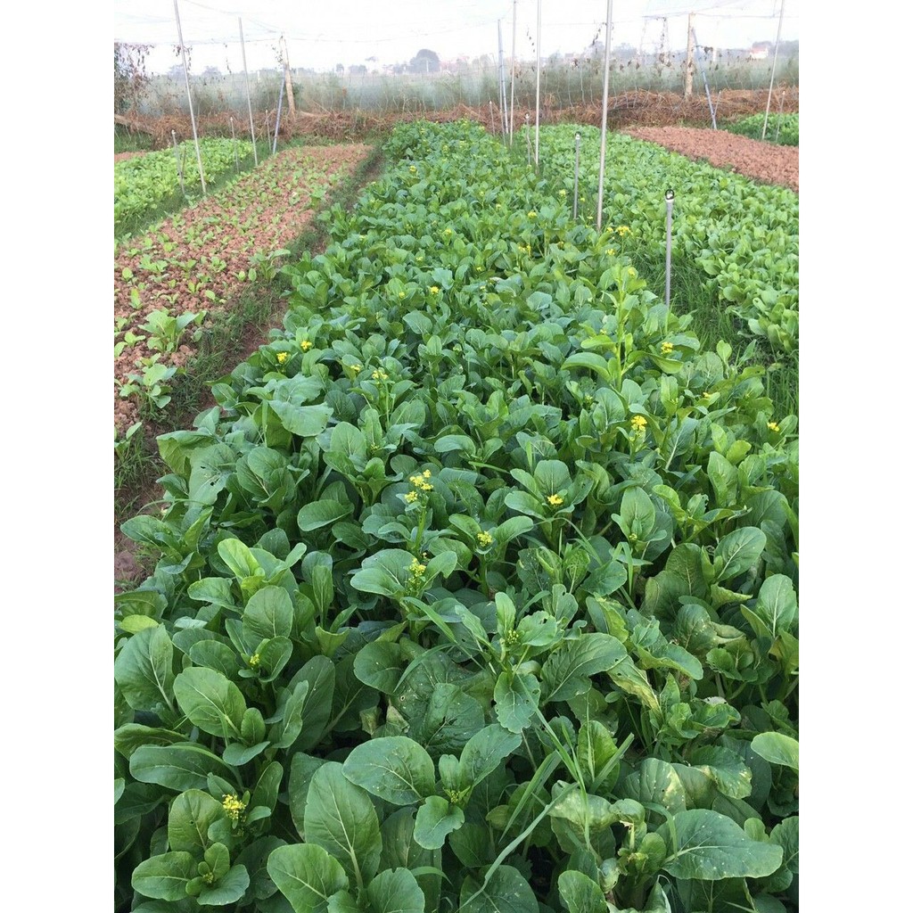 Hạt Giống Cải Ngồng (Cải Ngọt Ăn Bông)