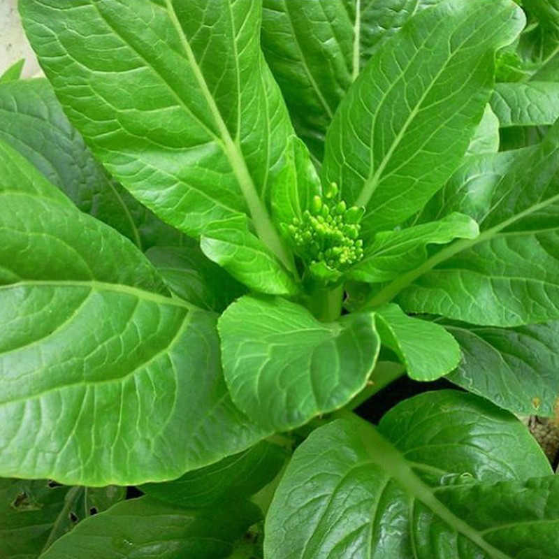 Hạt Giống Cải Ngồng (Cải Ngọt Ăn Bông)