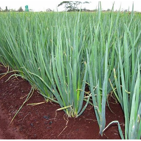 Hạt Giống Hành Lá Gốc Trắng 2G