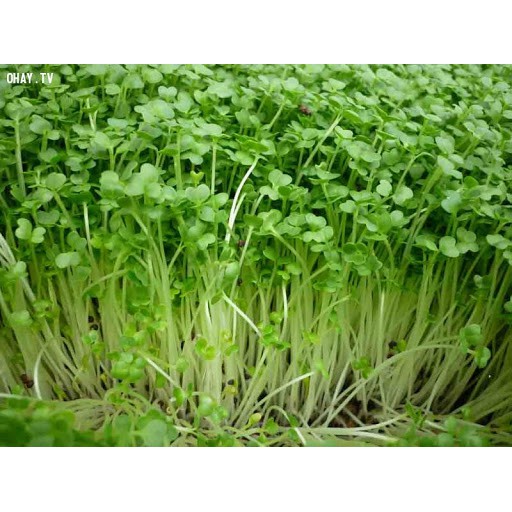 Túi Lớn 1Kg Hạt Giống Rau Mầm New Zealand Hạt To Dễ Trồng