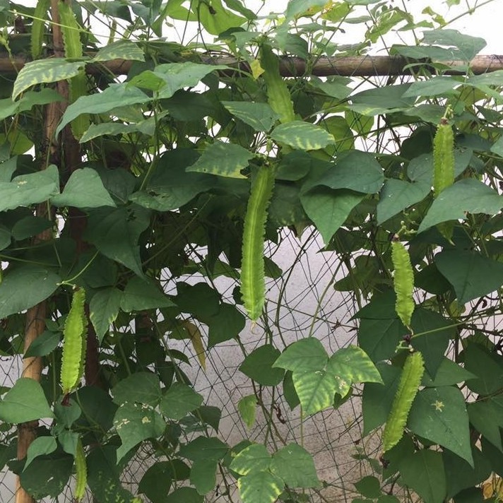 Hạt Giống Đậu Rồng 10G