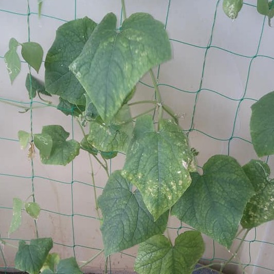 Lưới Giàn Dây Leo Rosa 2X3M