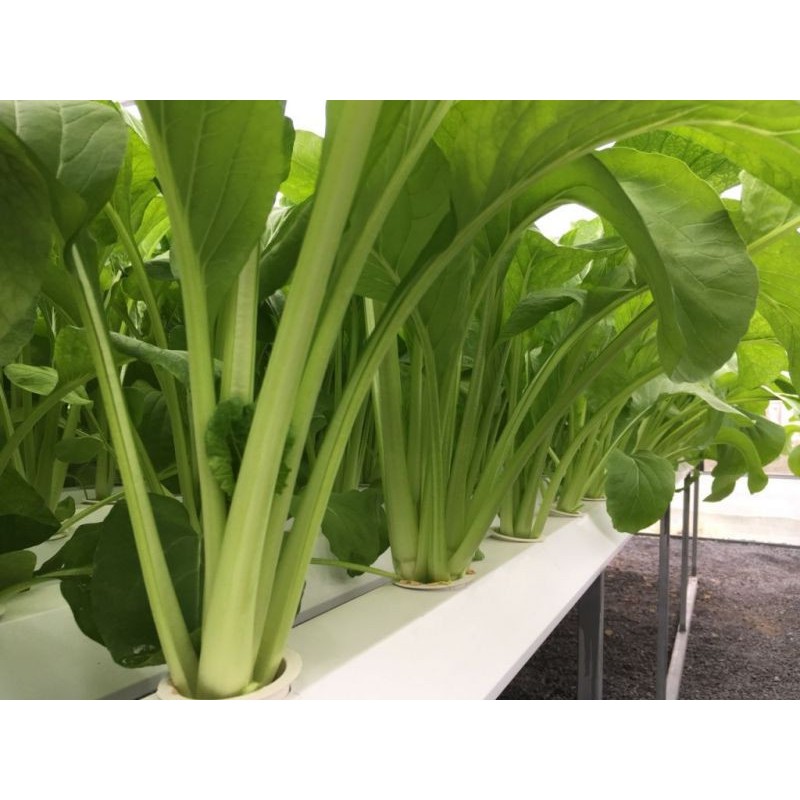 Hạt Giống Cải Ngọt