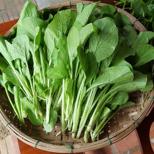 Hạt Giống Cải Ngọt