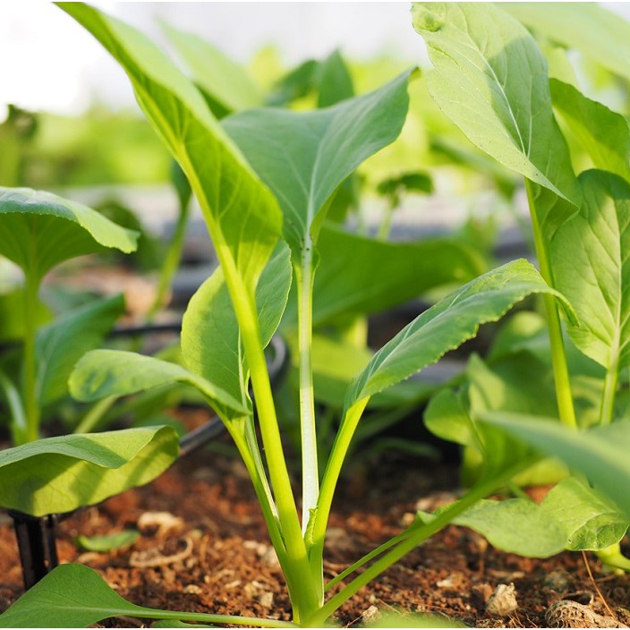 Hạt Giống Cải Ngọt