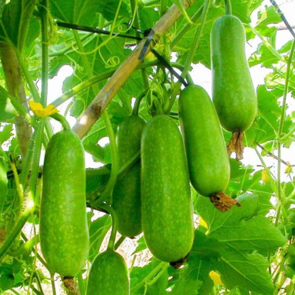 Hạt Giống Bí Đao Chanh F1 200Mg