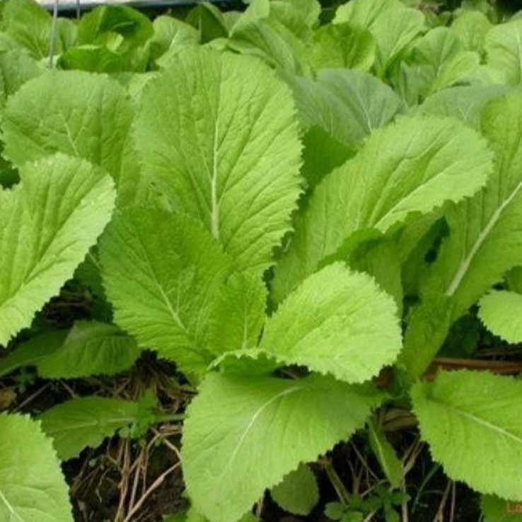 Hạt Giống Cải Bẹ Xanh Non Baby 20G