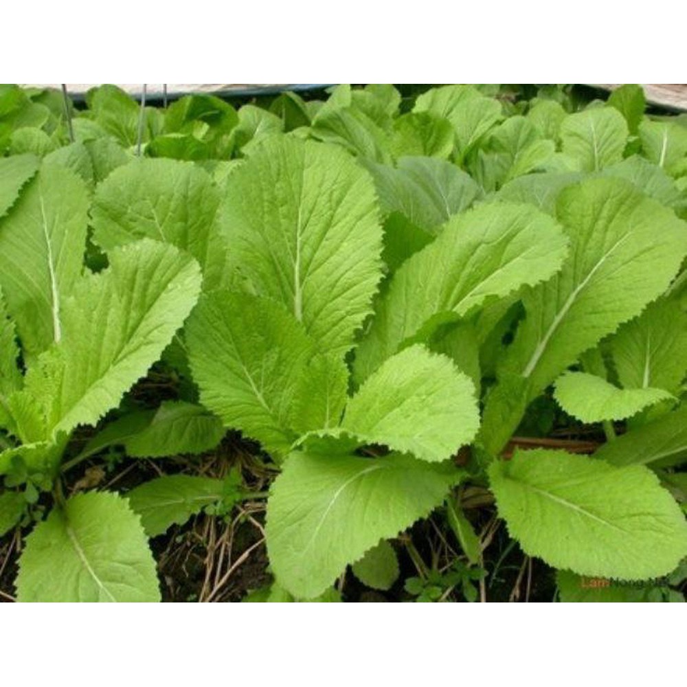 Hạt Giống Cải Bẹ Xanh Non Baby 20G