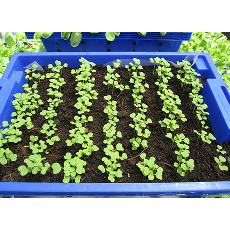 Hạt Giống Cải Bẹ Xanh Non Baby 20G