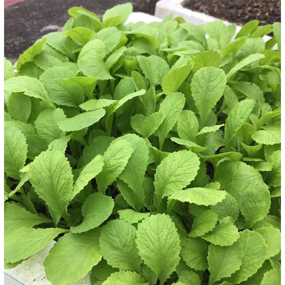 Hạt Giống Cải Bẹ Xanh Non Baby 20G