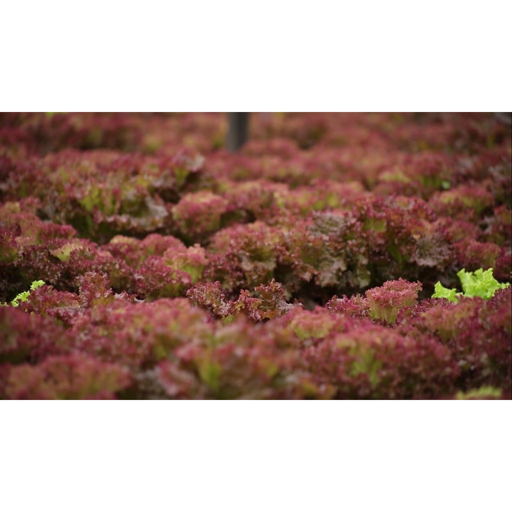 Hạt Giống Xà Lách Tím Lollo Rossa 2G