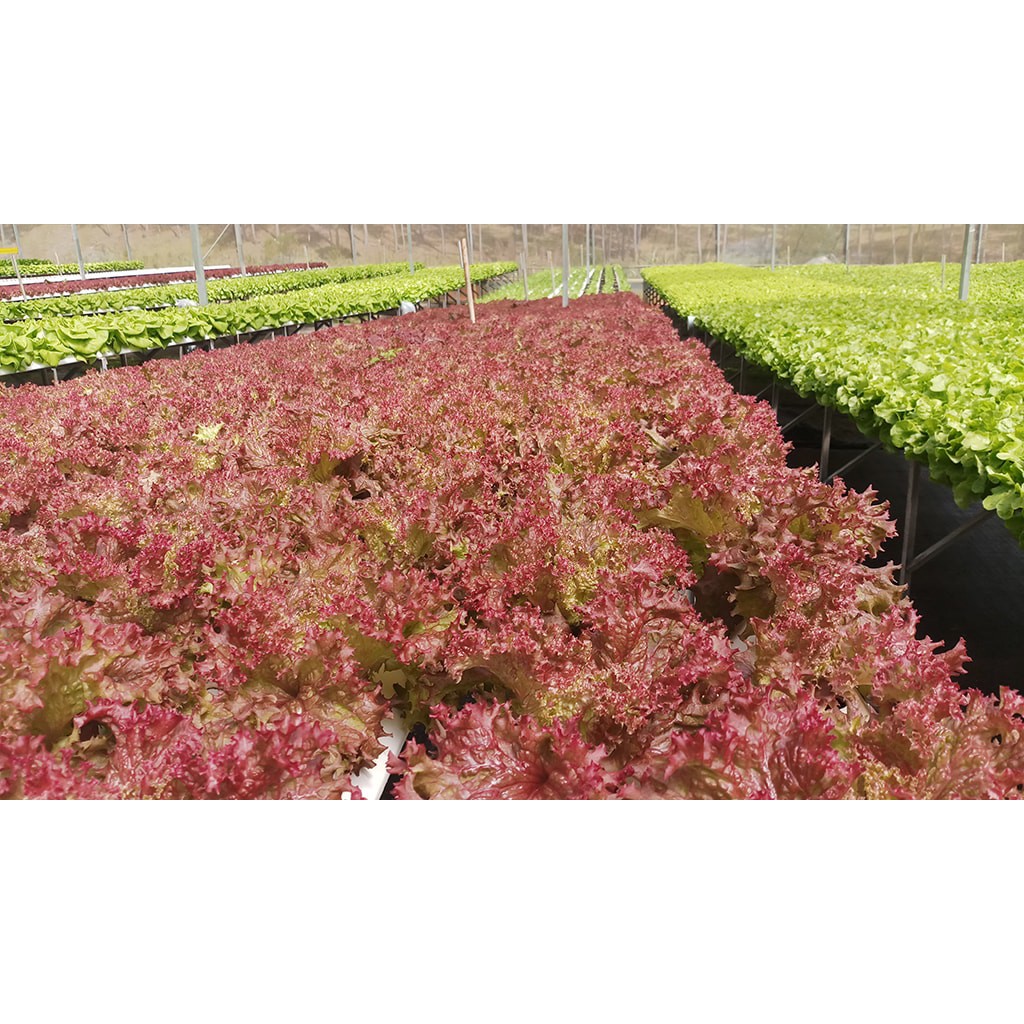 Hạt Giống Xà Lách Tím Lollo Rossa 2G