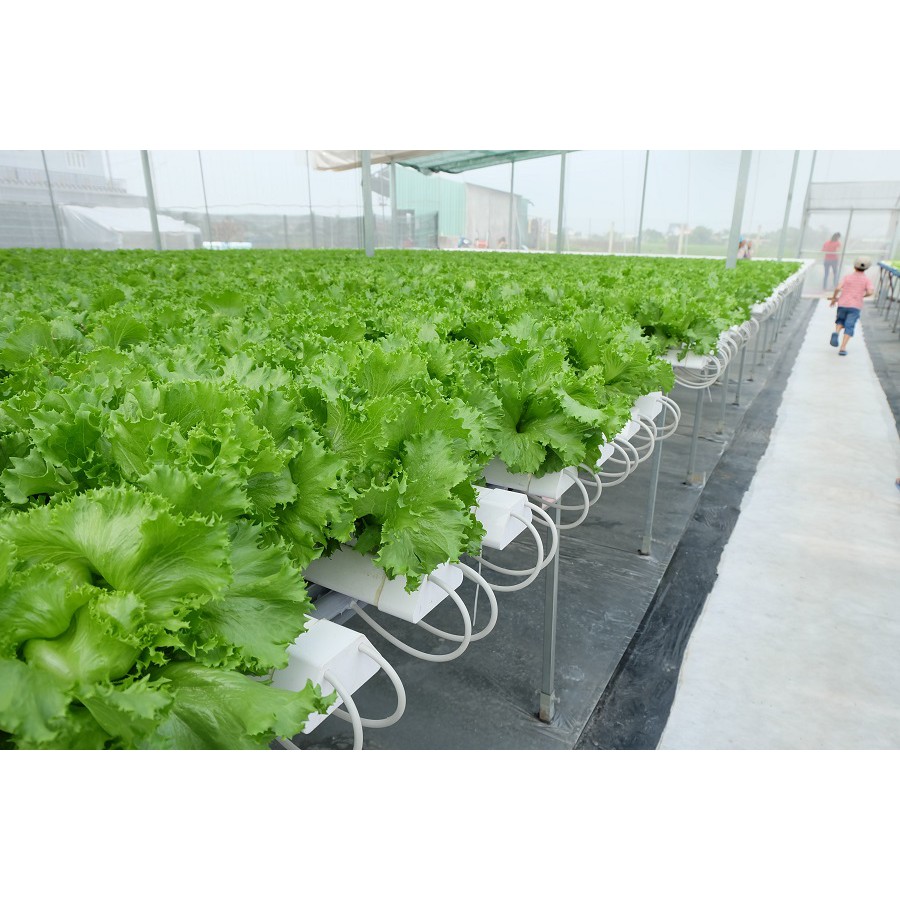 Hạt Giống Xà Lách Minetto 2G