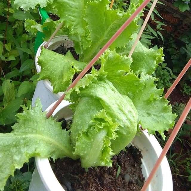 Hạt Giống Xà Lách Minetto 2G