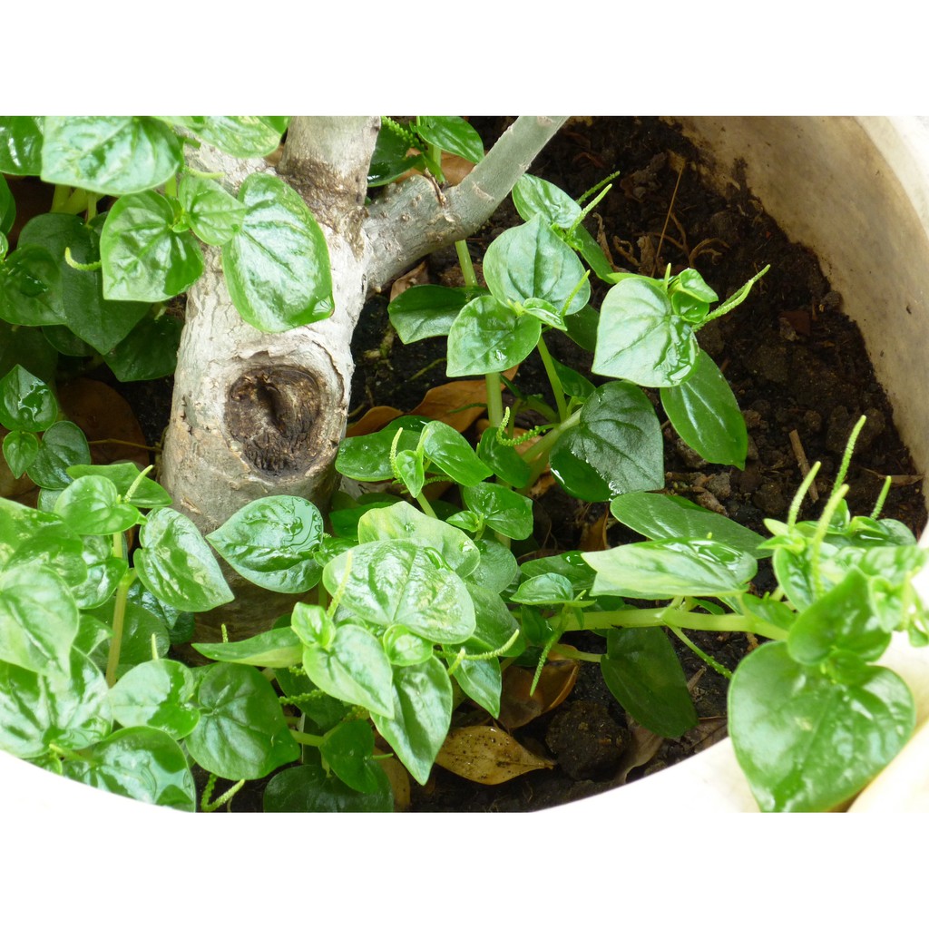 Hạt Giống Rau Càng Cua 500Mg