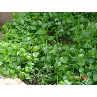 Hạt Giống Rau Càng Cua 500Mg