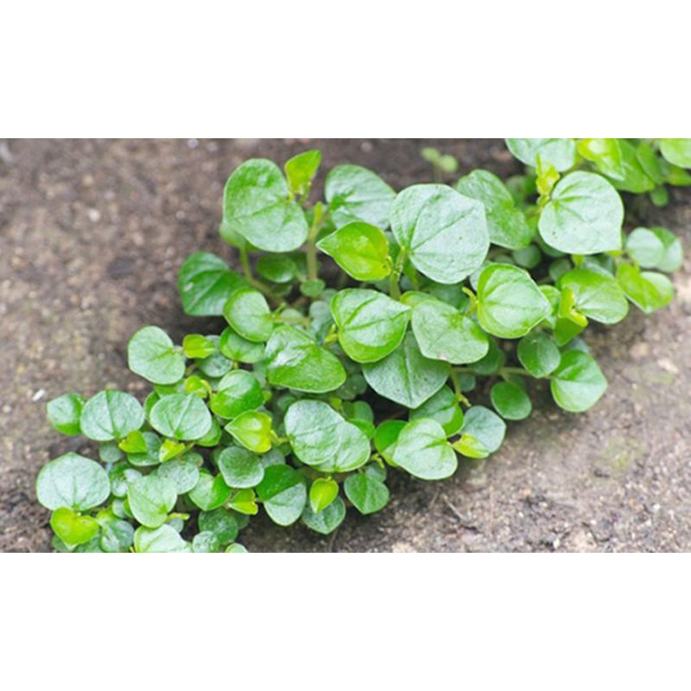 Hạt Giống Rau Càng Cua 500Mg