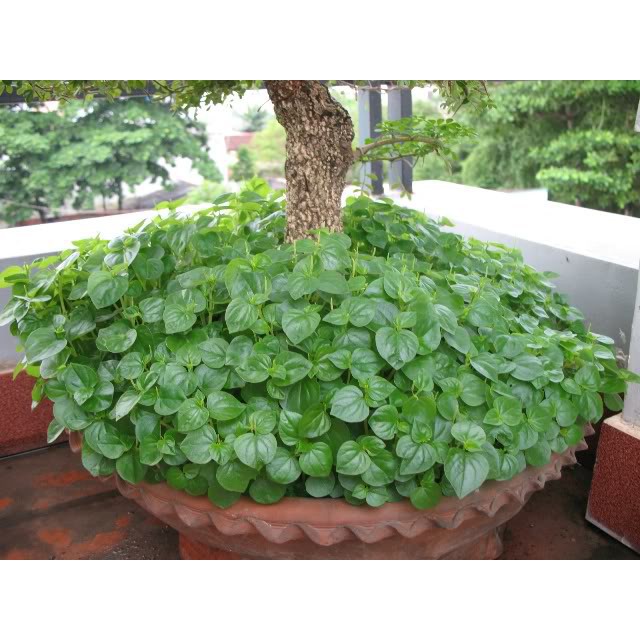 Hạt Giống Rau Càng Cua 500Mg