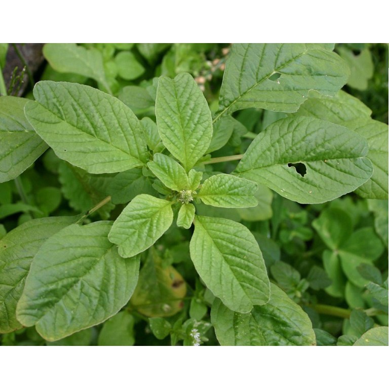 Hạt Giống Rau Dền Cơm 10G