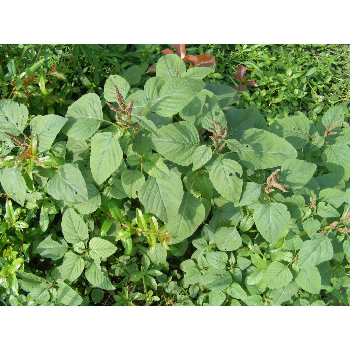 Hạt Giống Rau Dền Cơm 10G