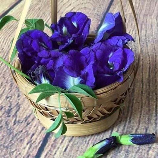 Hạt Giông Hoa Đậu Biếc Kép Dễ Trồng 20H