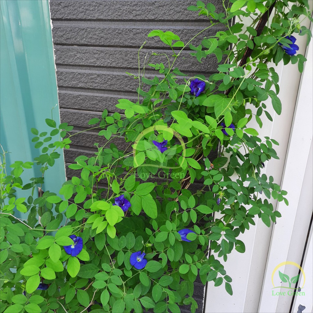 Hạt Giông Hoa Đậu Biếc Kép Dễ Trồng 20H