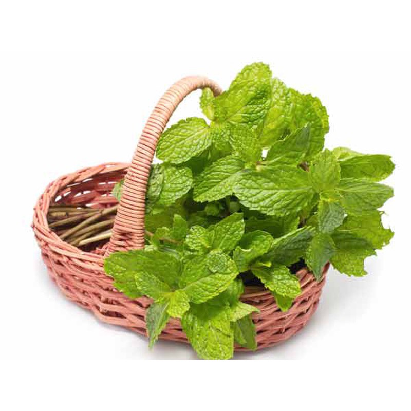 Hạt Giống Bạc Hà Âu 200Mg