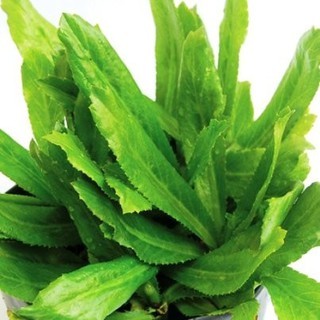 Hạt Giống Ngò Gai (Mùi Tàu) 5G