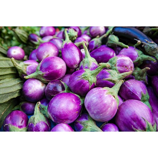 Hạt Giống Cà Pháo Tím 500Mg