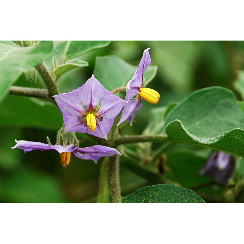 Hạt Giống Cà Pháo Tím 500Mg