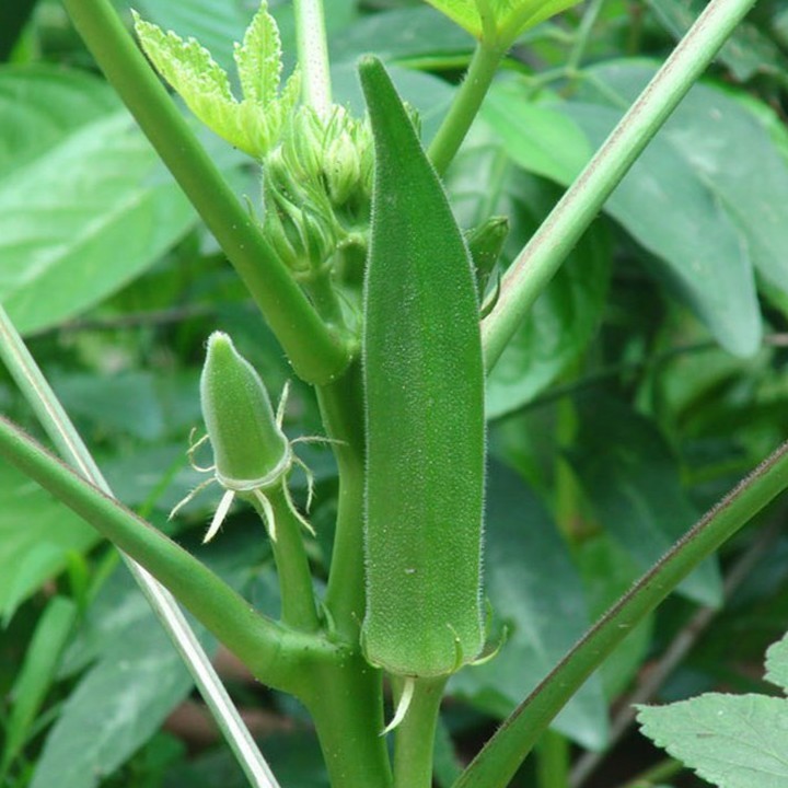 Hạt Giống Đậu Bắp 10G