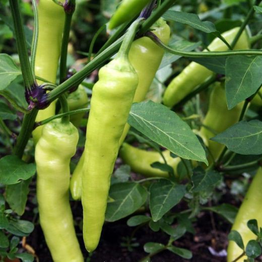 Hạt Giống Ớt Sừng Vàng 100Mg