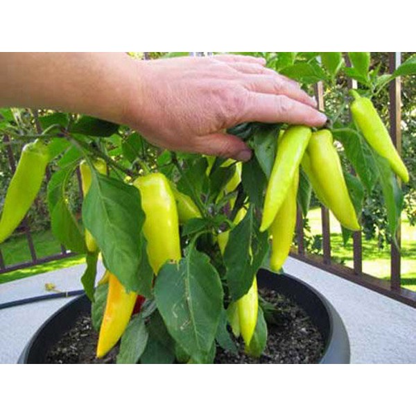 Hạt Giống Ớt Sừng Vàng 100Mg