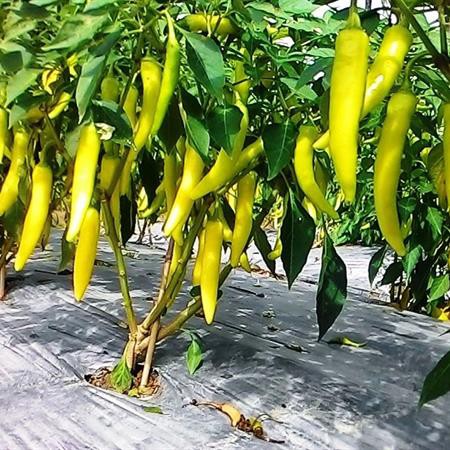 Hạt Giống Ớt Sừng Vàng 100Mg