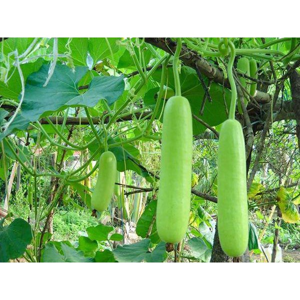 Hạt Giống Bầu Lai (Bầu Láng) F1 1G