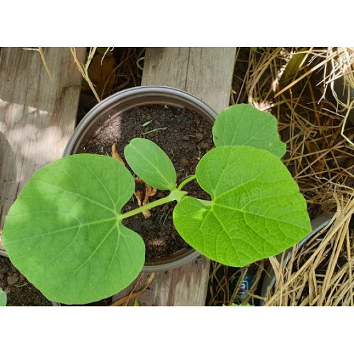 Hạt Giống Bầu Lai (Bầu Láng) F1 1G