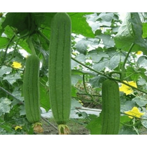 Hạt Giống Mướp Hương Trái Ngắn 1G