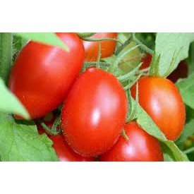 Hạt Giống Cà Chua Bi 100Mg