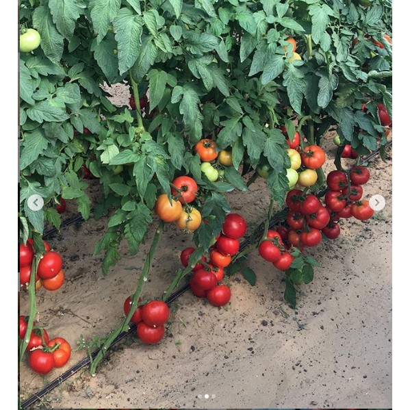 Hạt Giống Cà Chua F1 Chịu Nhiệt Dễ Trồng 100Mg