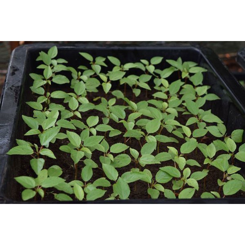 Hạt Giống Rau Đay Đỏ 20G