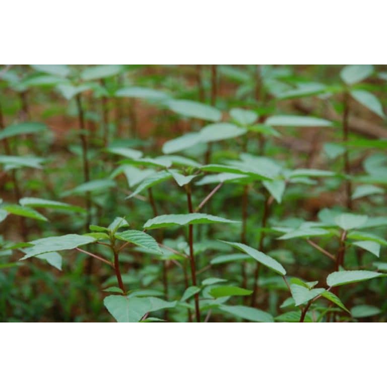 Hạt Giống Rau Đay Đỏ 20G