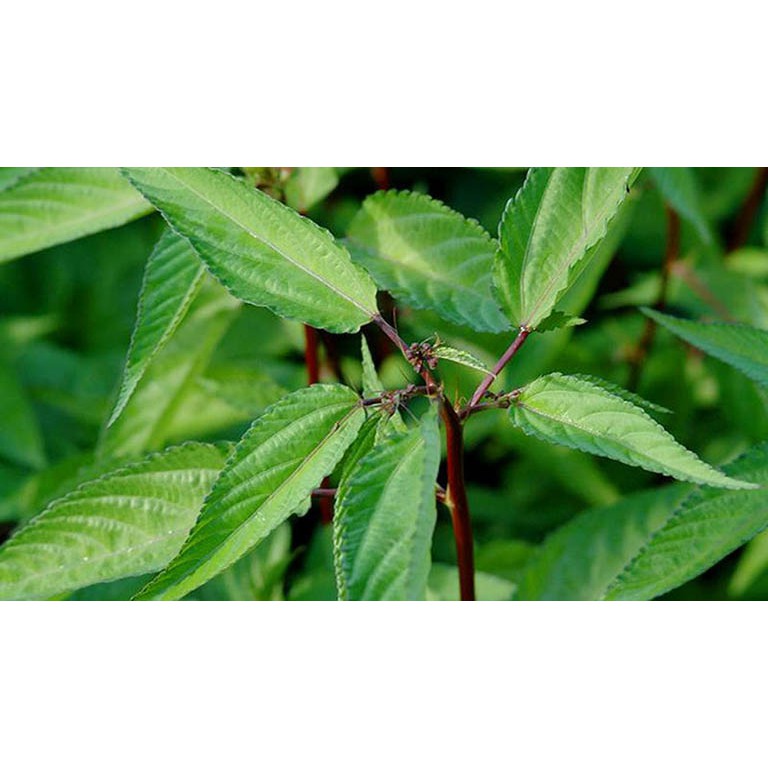 Hạt Giống Rau Đay Đỏ 20G