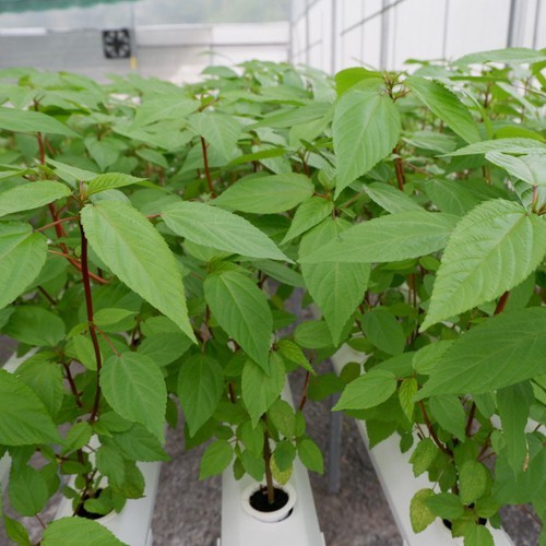 Hạt Giống Rau Đay Đỏ 20G