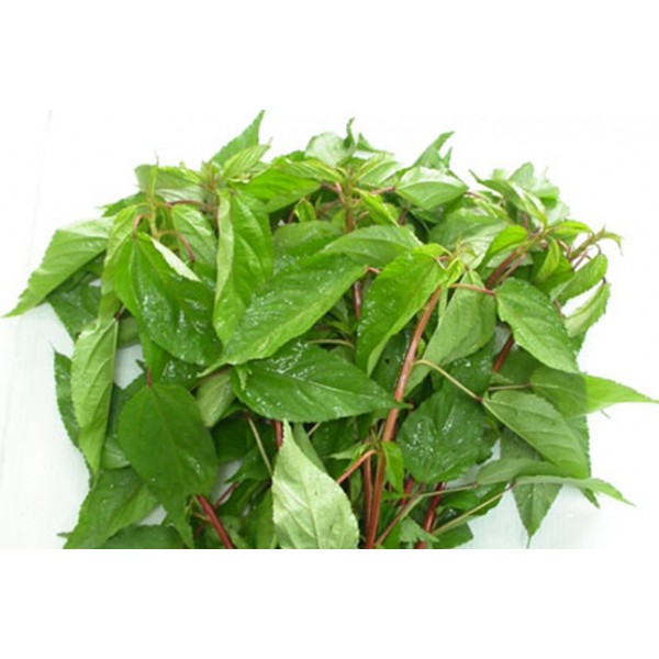 Hạt Giống Rau Đay Đỏ 20G