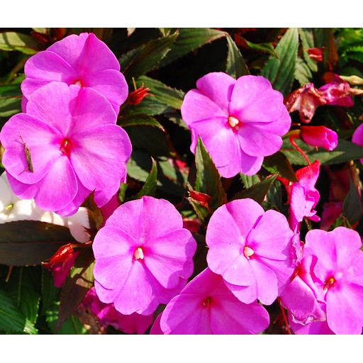 Hạt Giống Hoa Mai Địa Thảo Hồng 10H