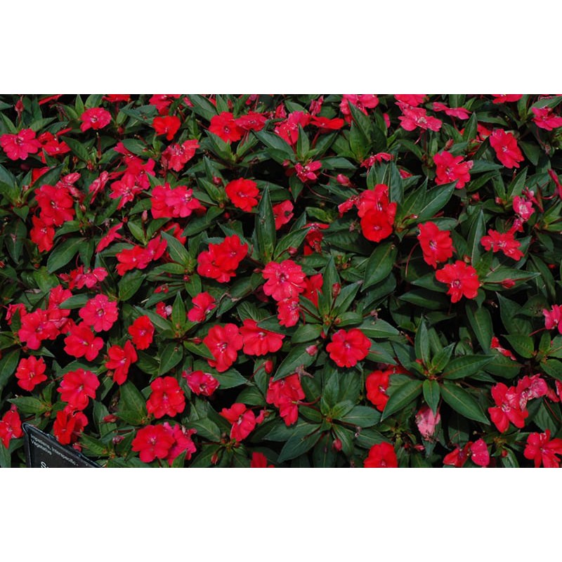 Hạt Giống Hoa Mai Địa Thảo Đỏ 10H