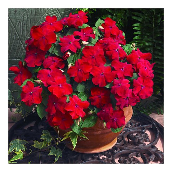 Hạt Giống Hoa Mai Địa Thảo Đỏ 10H